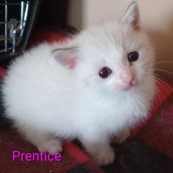 Prentice -  Domestic Short Hair and Siamese Cat for Adoption in Grand Rapids, Minnesota - Prentice | PetCurious