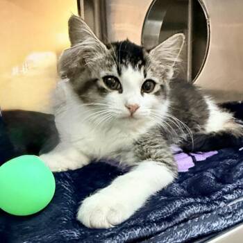 Domestic Medium Hair Cats Available for Adoption in Palm Springs, California - Marla | PetCurious