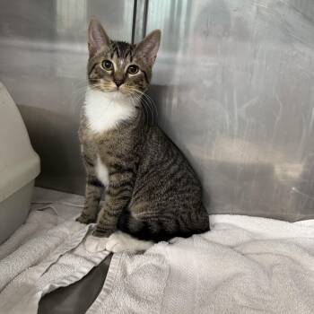 Otis -  Domestic Short Hair Cat for Adoption in Boyne City, Michigan - Otis | PetCurious