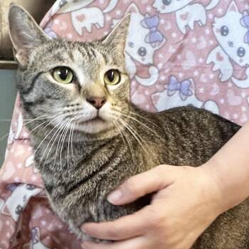 Mama Carrie -  Domestic Short Hair Cat for Adoption in Mt. Juliet, Tennessee - Mama Carrie | PetCurious