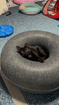 Helga -  Domestic Short Hair Cat for Adoption in San Antonio, Texas - Helga | PetCurious