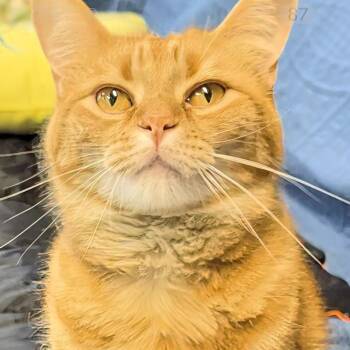 Domestic Short Hair Cats Available for Adoption in West Jefferson, Ohio - Simba | PetCurious