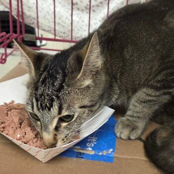 Misty -  Domestic Short Hair Cat for Adoption in Chattanooga, Tennessee - Misty | PetCurious