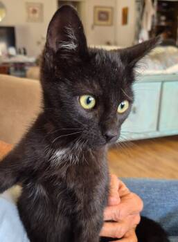 Oakland -  Bombay and Domestic Short Hair Cat for Adoption in San Luis Obispo, California - Oakland | PetCurious