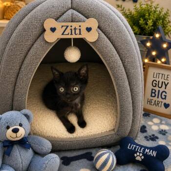 Ziti -  Domestic Short Hair Cat for Adoption in League City, Texas - Ziti | PetCurious