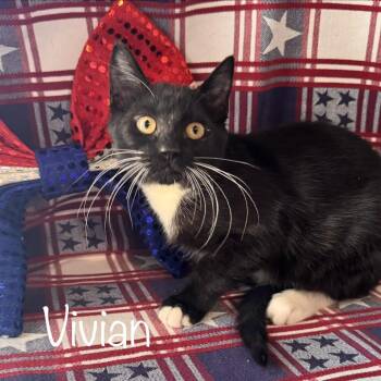Vivian -  Domestic Short Hair Cat for Adoption in Titusville, Florida - Vivian | PetCurious