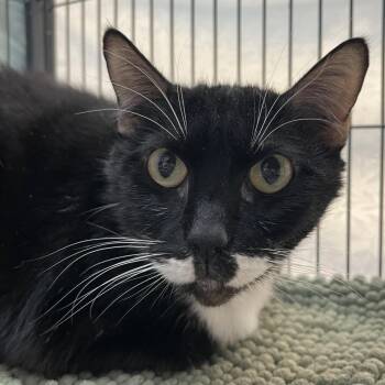 Monkey Man -  Domestic Short Hair Cat for Adoption in Lakeland, Florida - Monkey Man | PetCurious