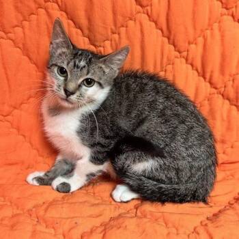 Meemaw -  Domestic Short Hair Cat for Adoption in Waterloo, Iowa - Meemaw | PetCurious