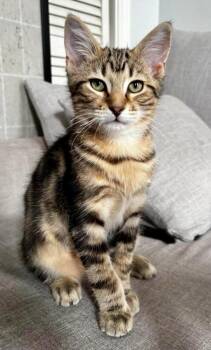 Big Boi -  Domestic Medium Hair Cat for Adoption in Chicago, Illinois - Big Boi | PetCurious