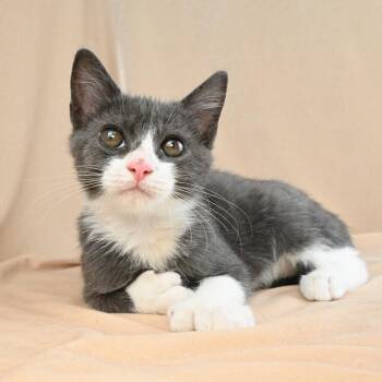 Max -  Domestic Short Hair Cat for Adoption in Mobile, Alabama - Max | PetCurious