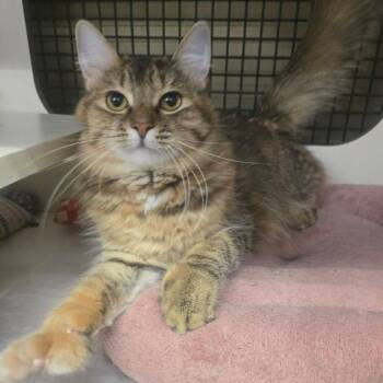 Domestic Medium Hair Cats Available for Adoption in Clayton, California - Isabella *Polydactel  | PetCurious