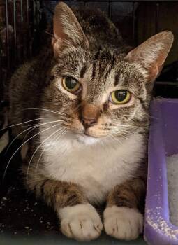 Enya -  Domestic Short Hair Cat for Adoption in New York, New York - Enya | PetCurious