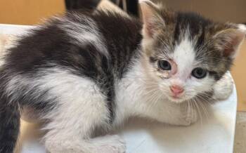 PERCY -  Domestic Short Hair Cat for Adoption in Elizabethton, Tennessee - PERCY | PetCurious
