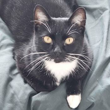 Domestic Short Hair and Tuxedo Cats Available for Adoption - Wuvvy | PetCurious