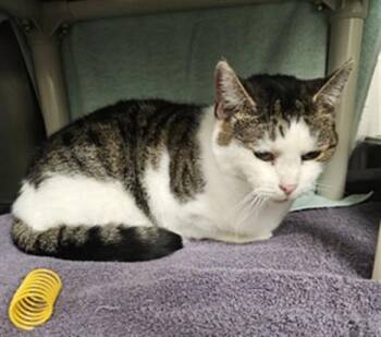 WINNIE -  Domestic Short Hair Cat for Adoption in Derwood, Maryland - WINNIE | PetCurious
