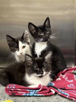 Fry -  Domestic Medium Hair Cat for Adoption in Collierville, Tennessee - Fry | PetCurious