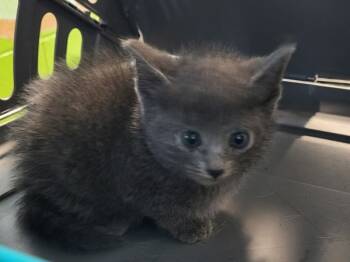 Rescue Domestic Short Hair Cats for Adoption in Lawrenceville, Georgia - Kc-6 | PetCurious