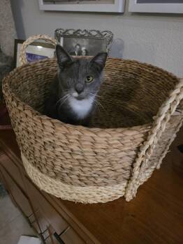 Domestic Short Hair Cats Available for Adoption in St. Cloud, Florida - Claudia Jean (CJ) | PetCurious