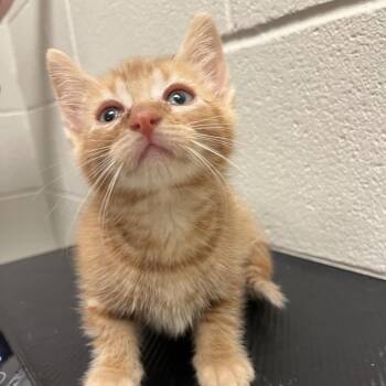 Specter -  Domestic Short Hair Cat for Adoption in Bristol, Indiana - Specter | PetCurious