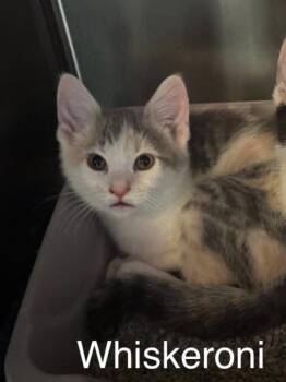 Whiskeroni -  Domestic Short Hair Cat for Adoption in Topsham, Maine - Whiskeroni | PetCurious