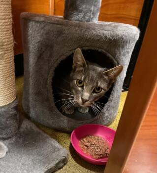 Neo -  Tabby Cat for Adoption in Burnaby, British Columbia - Neo | PetCurious