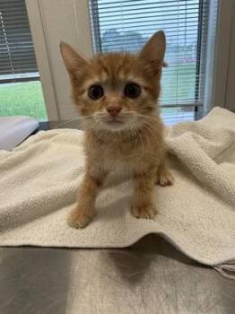 Sahara -  Domestic Short Hair Cat for Adoption in Lafayette, Indiana - Sahara | PetCurious