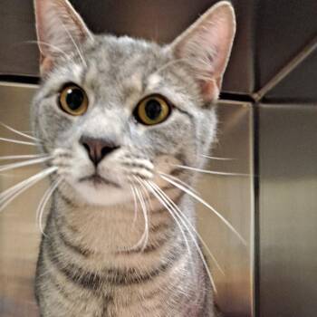 Domestic Short Hair Cats Available for Adoption in Milton, Florida - Wilbur | PetCurious