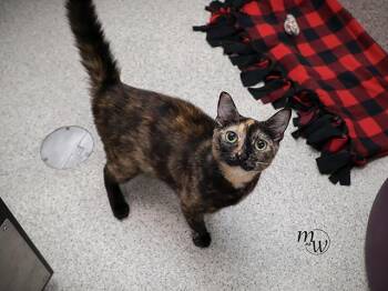 CALLIE -  Domestic Short Hair Cat for Adoption in Omaha, Nebraska - CALLIE | PetCurious