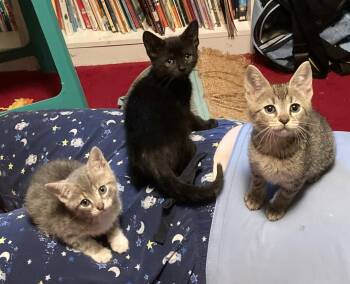 Debris -  Domestic Short Hair Cat for Adoption in Trenton, New Jersey - Debris | PetCurious