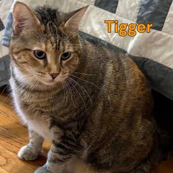 Tigger -  American Shorthair Cat for Adoption in Oak Ridge, Tennessee - Tigger | PetCurious