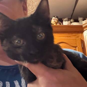 Mystique -  Domestic Short Hair Cat for Adoption in Granby, Missouri - Mystique | PetCurious