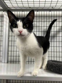 Rescue Domestic Short Hair Cats for Adoption in Stockton, California - Ozzy | PetCurious