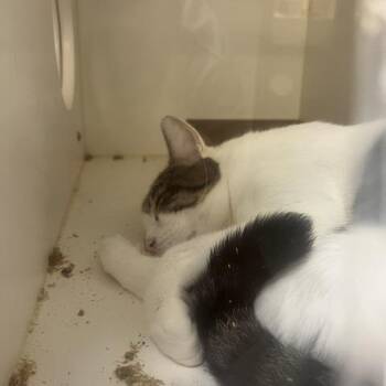 Cash -  Domestic Short Hair Cat for Adoption in Philadelphia, Pennsylvania - Cash | PetCurious