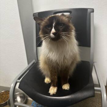 Himalayan Cats Available for Adoption in Blue Ridge, Georgia - Kai | PetCurious