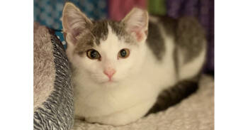 Rescue Domestic Short Hair Cats for Adoption in New Cumberland, West Virginia - Graphite | PetCurious