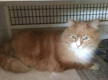 Domestic Medium Hair Cats Available for Adoption in St. Augustine, Florida - Hammer (aka) Pancake | PetCurious