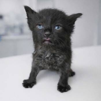 Domestic Short Hair Cats Available for Adoption - Hot And Spicy Pickles (White Collar) | PetCurious