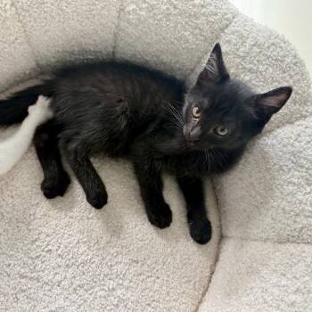 Sweats -  Domestic Short Hair Cat for Adoption in Franklin, Tennessee - Sweats | PetCurious