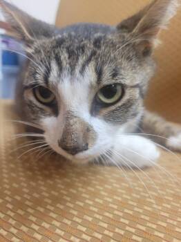 Handsome -  Domestic Short Hair Cat for Adoption in Lorain, Ohio - Handsome | PetCurious