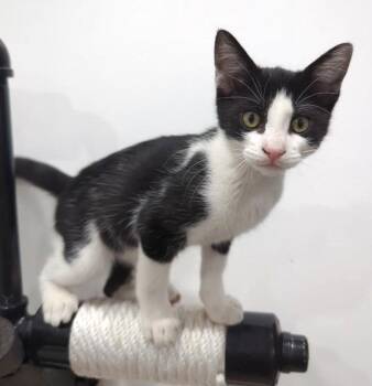 Kitten Bruce -  Domestic Short Hair Cat Available for Adoption in Seal Beach, California - Kitten Bruce | PetCurious