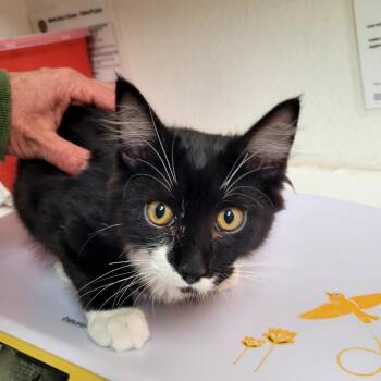 Henry -  Domestic Medium Hair Cat for Adoption in Belfair, Washington - Henry | PetCurious