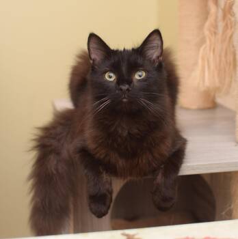Watch -  Maine Coon and Domestic Medium Hair Cat for Adoption in Hockessin, Delaware - Watch | PetCurious
