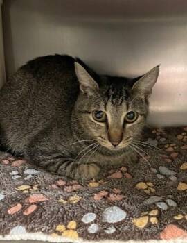Lovage -  Domestic Short Hair Cat for Adoption in Vancouver, Washington - Lovage | PetCurious
