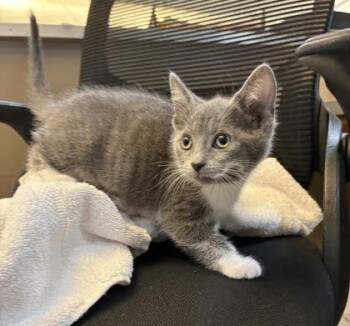 Olivia -  Domestic Short Hair Cat for Adoption in Westland, Michigan - Olivia | PetCurious