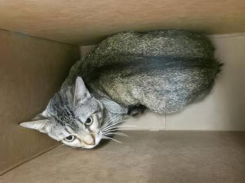 Dragonfly -  Domestic Short Hair Cat for Adoption in Nashville, Tennessee - Dragonfly | PetCurious