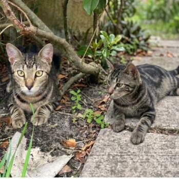 Miso & Maui -  Domestic Short Hair Cat for Adoption in Boca Raton, Florida - Miso & Maui | PetCurious
