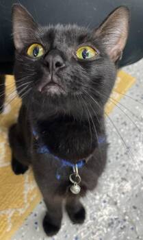 Euphaedra -  Domestic Short Hair Cat for Adoption in Island Lake, Illinois - Euphaedra | PetCurious