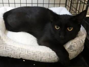 Rescue Domestic Short Hair Cats for Adoption in Butte, Montana - Feisty | PetCurious
