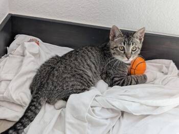 Vampire Slayer -  Domestic Short Hair Cat for Adoption in Fort Collins, Colorado - Vampire Slayer | PetCurious
