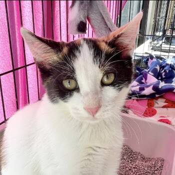 Rescue Domestic Short Hair Cats for Adoption in Riverwoods, Illinois - Snowball | PetCurious